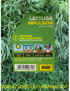 🥬 Lattuga Gentilina Bionda Impulsion 2