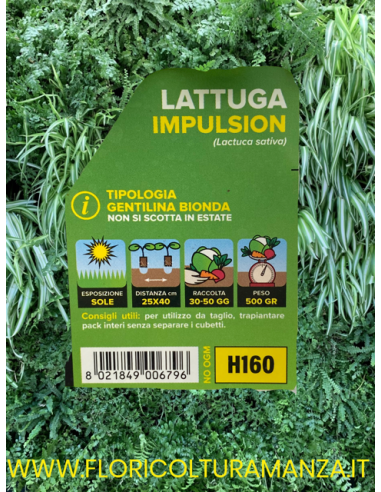 🥬 Lattuga Gentilina Bionda Impulsion