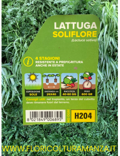 🥬 Lattuga 4 Stagioni Soliflore 2