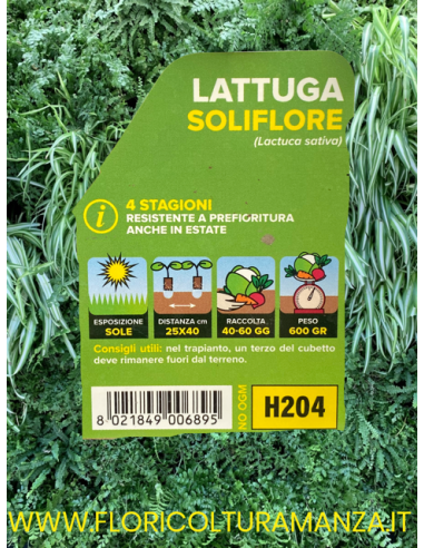 🥬 Lattuga 4 Stagioni Soliflore