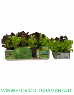 🥬 Lattuga Riccia Salanova