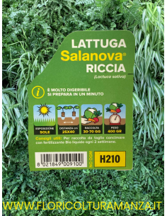 🥬 Lattuga Riccia Salanova 2