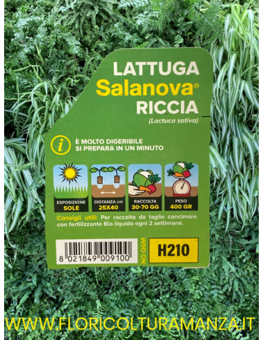 🥬 Lattuga Riccia Salanova