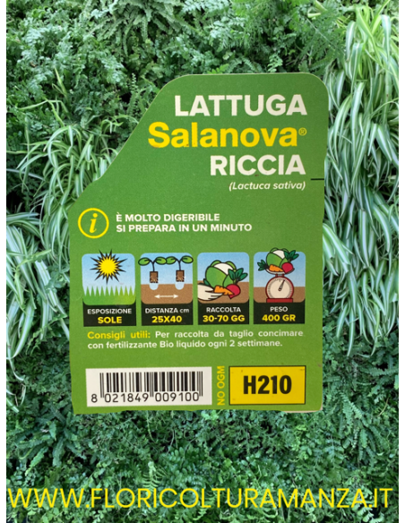 🥬 Lattuga Riccia Salanova