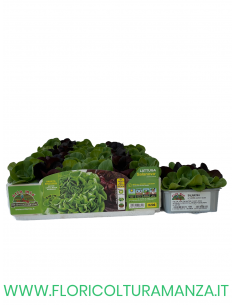 🥬 Lattuga Liscia Salanova