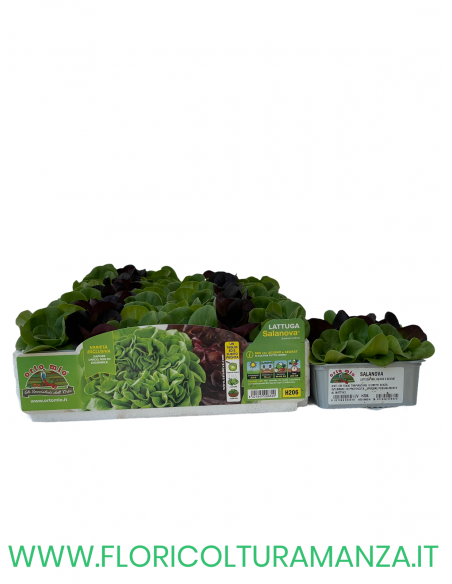 🥬 Lattuga Liscia Salanova