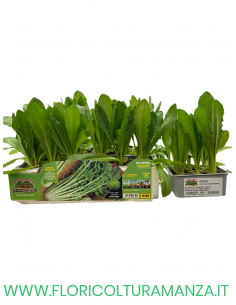 🥬 Cicoria Catalogna Gigante Katrina