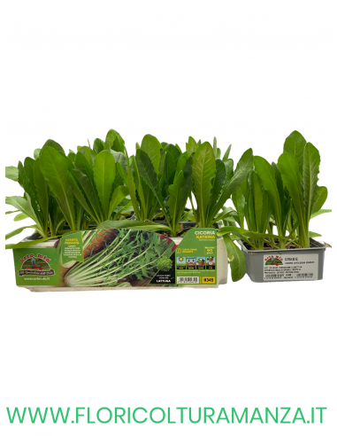 🥬 Cicoria Catalogna Gigante Katrina