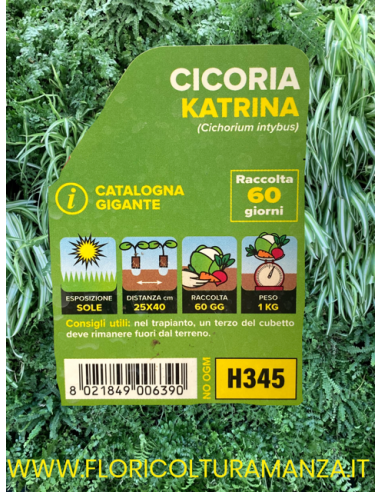 🥬 Cicoria Catalogna Gigante Katrina