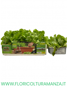 🥬 Cicoria Zuccherina di Trieste