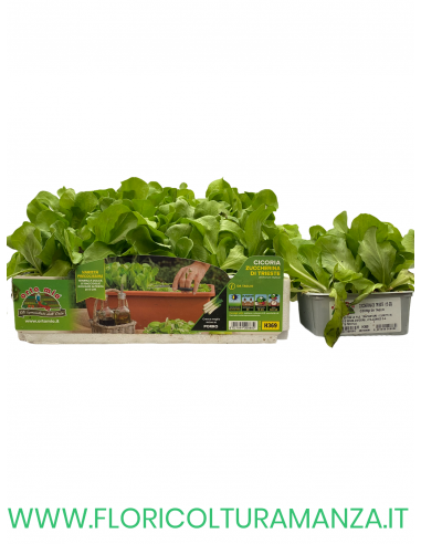 🥬 Cicoria Zuccherina di Trieste