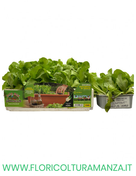 🥬 Cicoria Zuccherina di Trieste