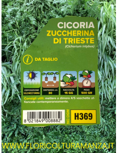 🥬 Cicoria Zuccherina di Trieste 2