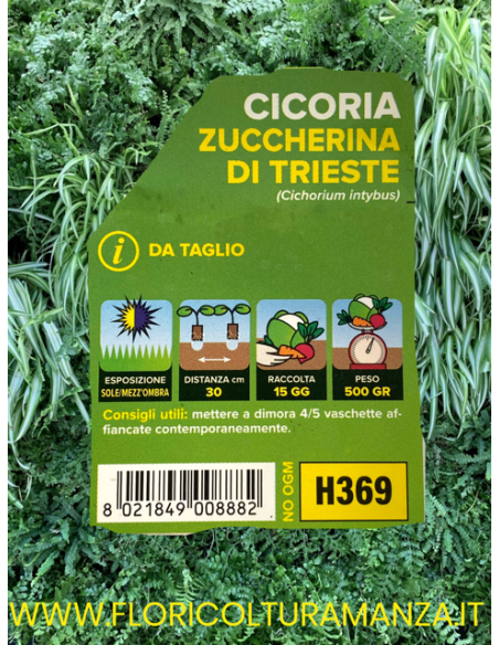 🥬 Cicoria Zuccherina di Trieste