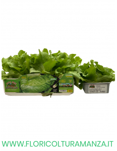 🥬 Cicoria Pan di Zucchero Precoce Vespero