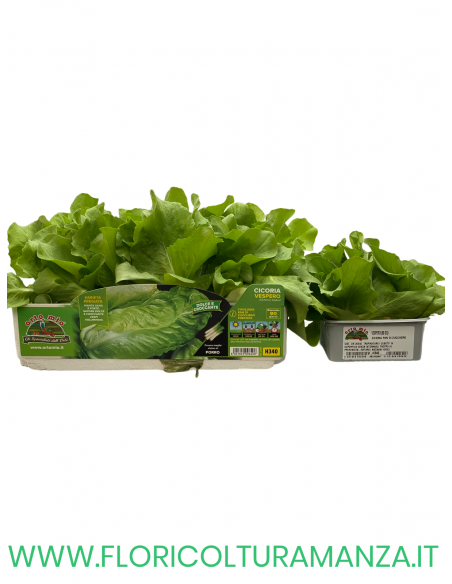 🥬 Cicoria Pan di Zucchero Precoce Vespero