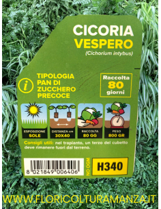 🥬 Cicoria Pan di Zucchero Precoce Vespero 2