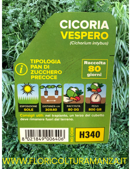 🥬 Cicoria Pan di Zucchero Precoce Vespero