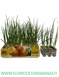 🧅 Cipolla Precoce Dorata di Parma