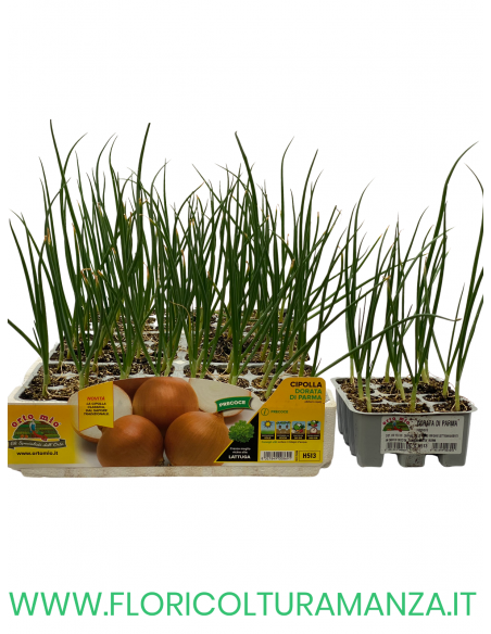 🧅 Cipolla Precoce Dorata di Parma