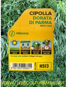 🧅 Cipolla Precoce Dorata di Parma 2