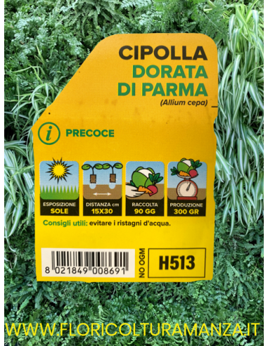 🧅 Cipolla Precoce Dorata di Parma
