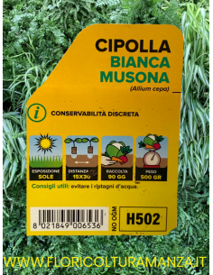 🧅 Cipolla Bianca Musona 2