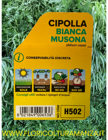 🧅 Cipolla Bianca Musona