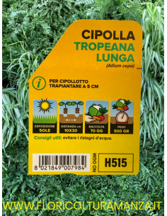 🧅 Cipolla di Tropea Lunga 2