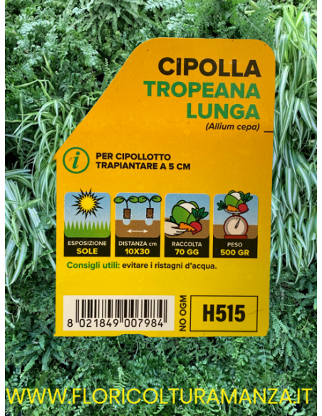🧅 Cipolla di Tropea Lunga