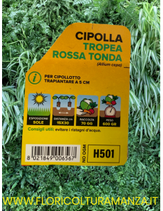 🧅 Cipolla di Tropea Rossa Tonda 2