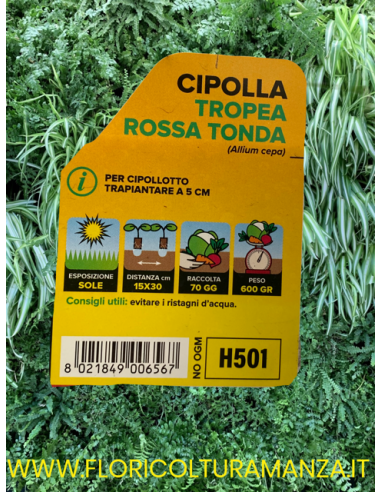 🧅 Cipolla di Tropea Rossa Tonda