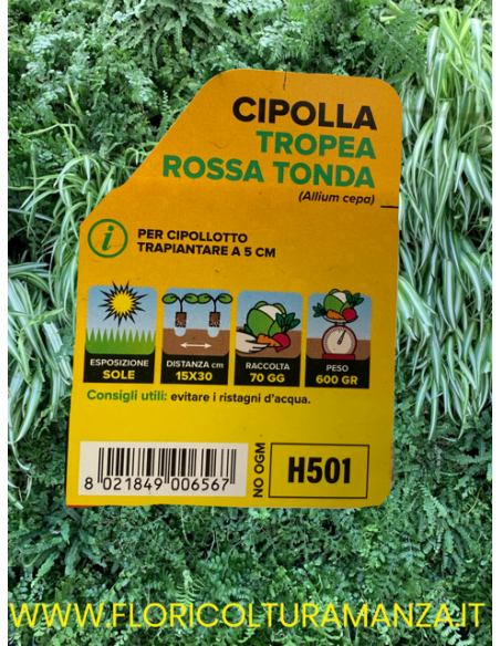 🧅 Cipolla di Tropea Rossa Tonda