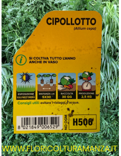 🧅 Cipollotto 2