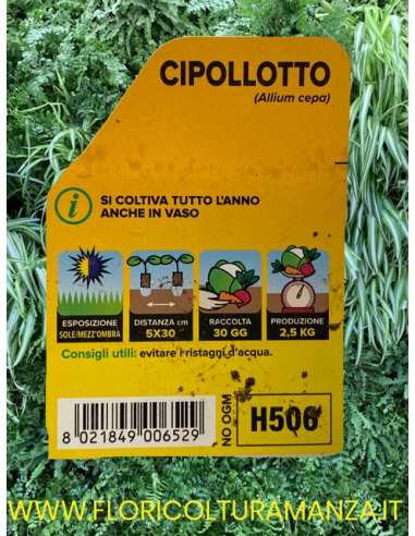 🧅 Cipollotto