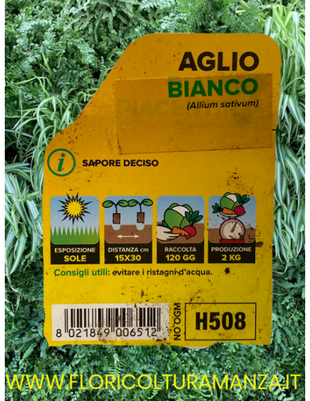 🧄 Aglio Bianco