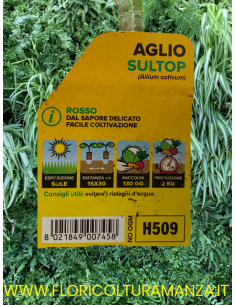 🧄 Aglio Rosso Sultop 2