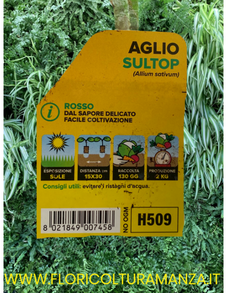 🧄 Aglio Rosso Sultop