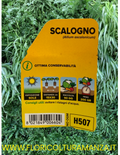 🧅 Scalogno Allium 2