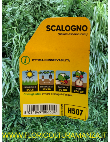 🧅 Scalogno Allium