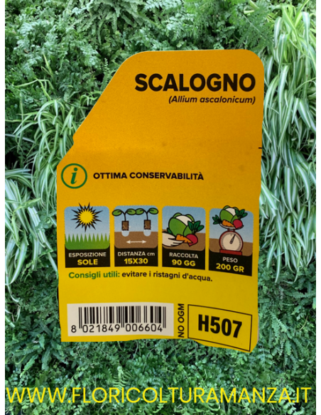 🧅 Scalogno Allium