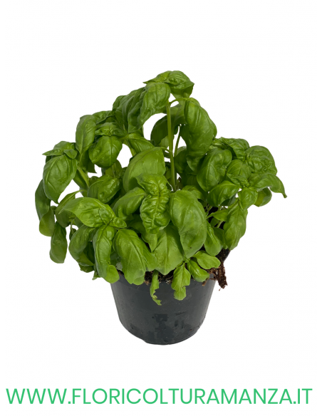 🌿 Basilico Italiano
