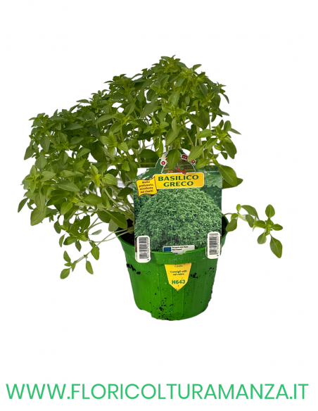 🌿 Basilico Greco