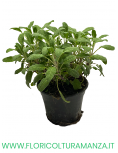 🌿 Salvia