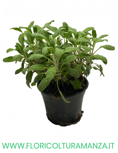 🌿 Salvia