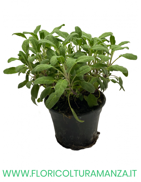 🌿 Salvia