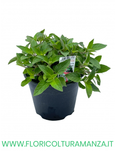 🌿 Salvia ananas