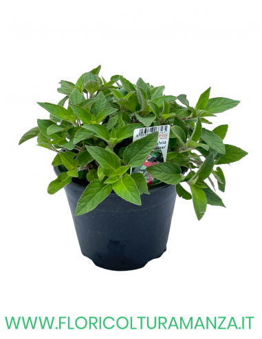 🌿 Salvia ananas