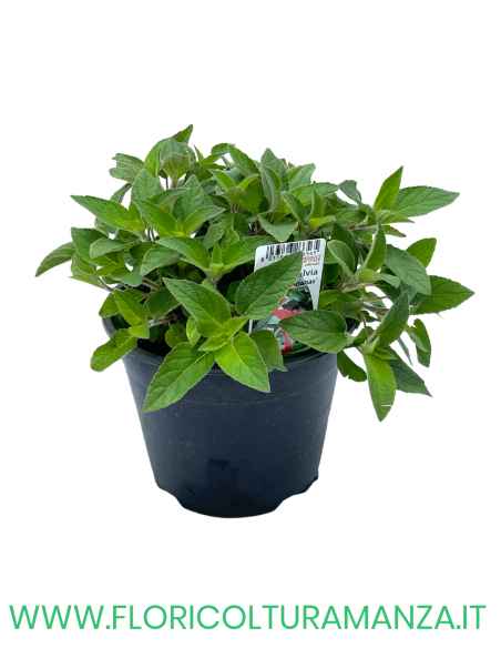 🌿 Salvia ananas