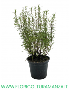 🌿 Rosmarino